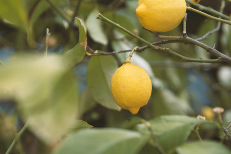 花园柠檬树上的一束新鲜成熟的柠檬
