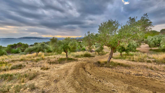 希腊欧洲 Peloponnese 海岸的橄榄树种植园