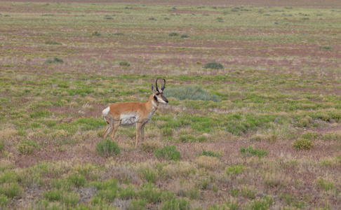 一个漂亮的角羚羚羊巴克在亚利桑那州大草原上