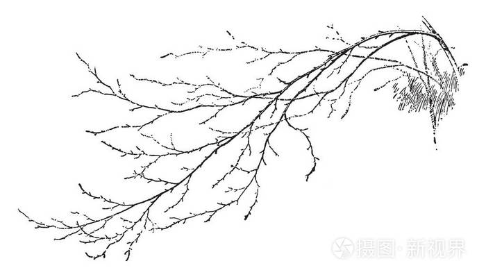 显示树枝或树枝的图画 老式线条图画或雕刻插图