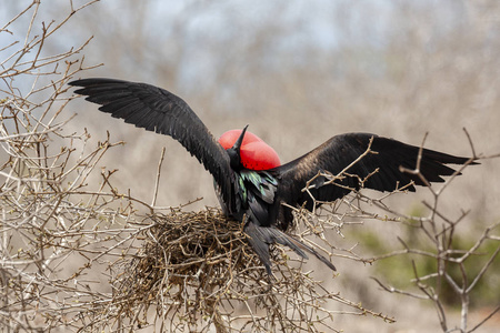 大 Frigatebird Fregata 未成年人 在加拉帕戈斯群岛, 厄瓜多尔