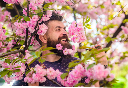 在粉红色的花朵附近, 有胡子和胡子的男人在快乐的脸上。在胡子的樱花开花的时髦。与自然概念的统一。背景的樱花盛开的胡子人与新鲜的发