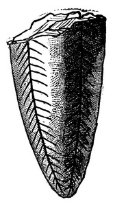 Conularia pyramidata, 复古雕刻插图。地球在人之前1886