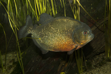红腹食人鱼红色皮拉纳Pygocentrus Nattereri。