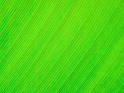 抽象的绿叶纹理背景