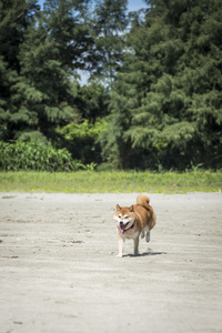 在海滩上芝犬运行