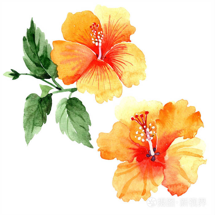 水彩橙 naranja 芙蓉花.花卉植物花.独立的插图元素.