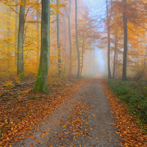 神秘的晨雾中美丽的山毛榉树森林。森林道路与黄色和橙色树叶秋天的树木。德国海德尔堡