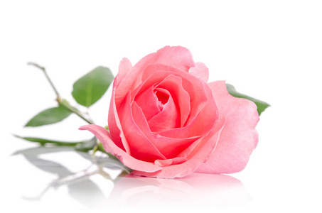 美丽的单朵粉红色的玫瑰花下躺在白色的背景