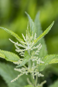 荨麻灌木, 成熟的植物