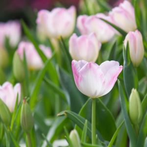 在花园里的郁金香花