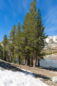 美国加利福尼亚优胜美地国家公园的森林岩石和雪