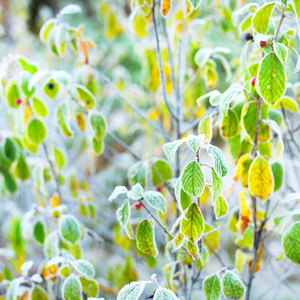 冬季冷冻植物与雾凇