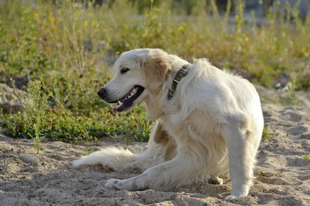 如何在春夏期间保护宠物免受蚤螨的侵害。拉布拉多猎犬。狗的健康。过敏。适当的营养, 食物。如何保护你的狗不受过热的侵害