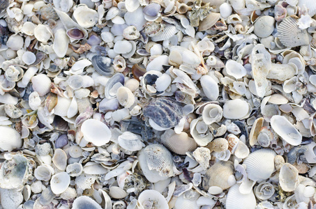 海滩上的贝壳堆图片
