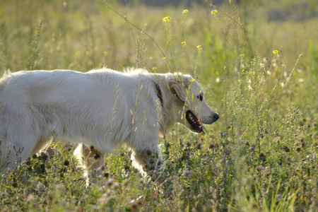 中暑, 宠物在夏天的健康。拉布拉多猎犬。如何保护你的狗不受过热的侵害。训练狗。年轻的精力充沛的狗在散步。胡须, 肖像, 特写。享