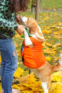 小猎犬在秋季公园的南瓜服装, 万圣节