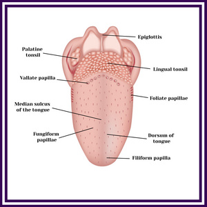 人类的舌头的结构