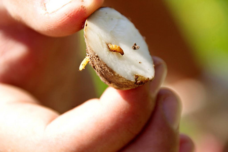 线虫是一个甲虫的幼虫在土豆特写的点击甲虫
