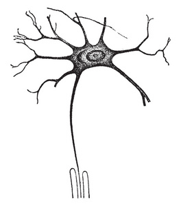 一个神经细胞工作者, 复古刻插图
