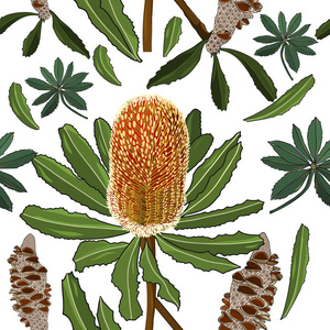 手绘澳大利亚野花 banksia 的无缝图案