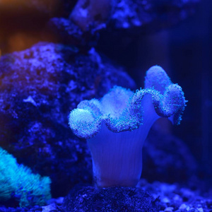 水族馆的海葵和珊瑚特写图