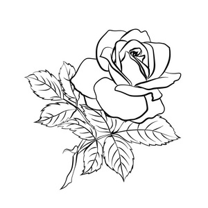 玫瑰草绘白色背景上