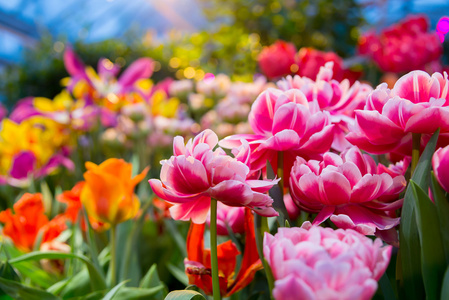 在阳光明媚的春天天新鲜多彩郁金香花