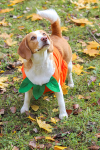 小猎犬在秋季公园的南瓜服装, 万圣节