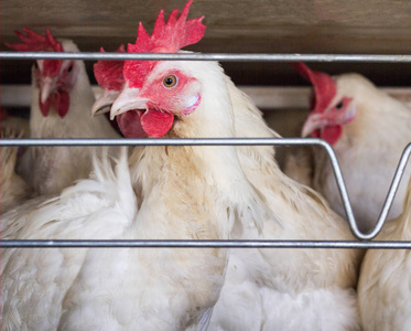 小白鸡坐在露天笼子里, 在家禽养殖场, 特写, 鸡和鸡蛋的饲养, 家禽养殖场