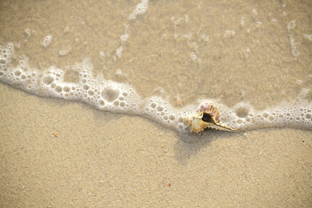 贝壳, 是放置在海边的早晨, 看到和感受和平