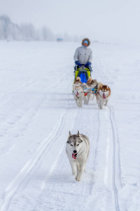 女人 musher 在冬天躲在后面雪橇在雪地上的狗拉雪橇比赛