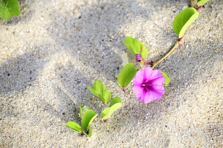 空心菜早晨在海边的海滩上开花海, 可用作药用毒水母
