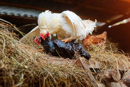 公鸡和鸡在草棚交配。鸡顶大公鸡