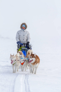 女人 musher 在冬天躲在后面雪橇在雪地上的狗拉雪橇比赛