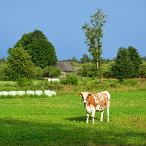 牛站在绿色的原野对阵森林在炎热的夏天在拉脱维亚