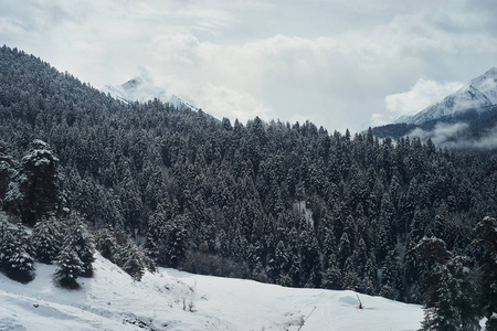 积雪覆盖着山顶上的冷杉。全景景色风景如画的雪冬景观。灿烂无声的阳光明媚的日子