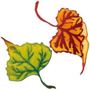 杨的秋叶向量。叶植物植物园花叶。独立的插图元素。背景纹理包装图案框架或边框的矢量叶