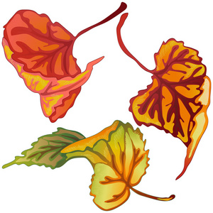 杨的秋叶向量。叶植物植物园花叶。独立的插图元素。背景纹理包装图案框架或边框的矢量叶