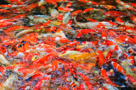 锦鲤鱼在水中