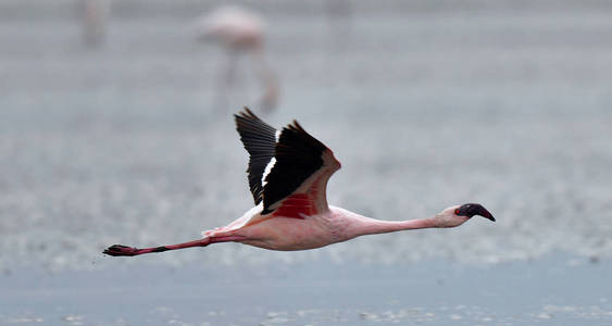 火烈鸟飞过纳特龙湖的水面。小火烈鸟科学名称 Phoenicoparrus 小调。坦桑尼亚非洲