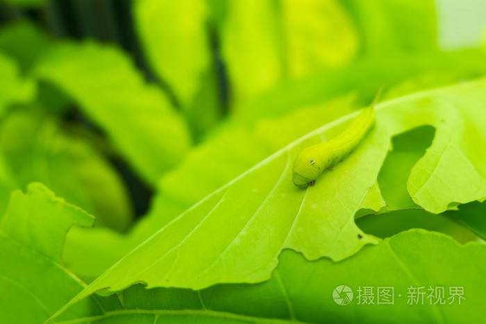宏关闭了毛毛虫,绿虫子吃绿叶上