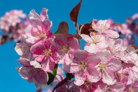 日本樱花, 樱花, 花枝在蓝天背景。美丽的春天细腻和柔情的概念背景