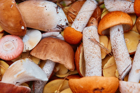 这是许多新鲜收集的森林蘑菇与棕色和橙色的帽子, 关闭