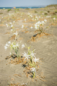 地中海沙滩与沙丘百合植物在花盛开