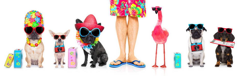 一排或一组狗准备去暑假度假, 用帽子, 相机, 票, 袋子和行李