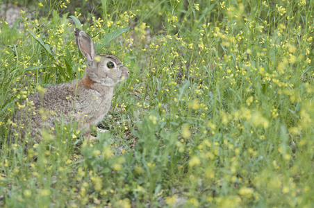 兔子肖像在自然栖息地, 生活在草地上。欧洲兔子, 穴兔家兔