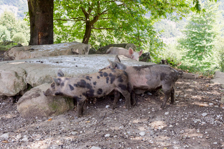 猪在森林的山地上自由地在一个夏天放牧