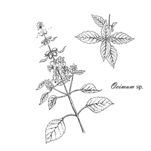 罗勒植物素描。菜枝药用罗勒植物。手绘单色墨水股票矢量插图, 网页设计元素, 打印