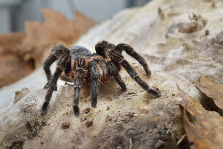 Birdeater curlyhair 蜘蛛蛛 Brachypelma albopilosum 在天然森林环境中。黑毛巨蜘蛛